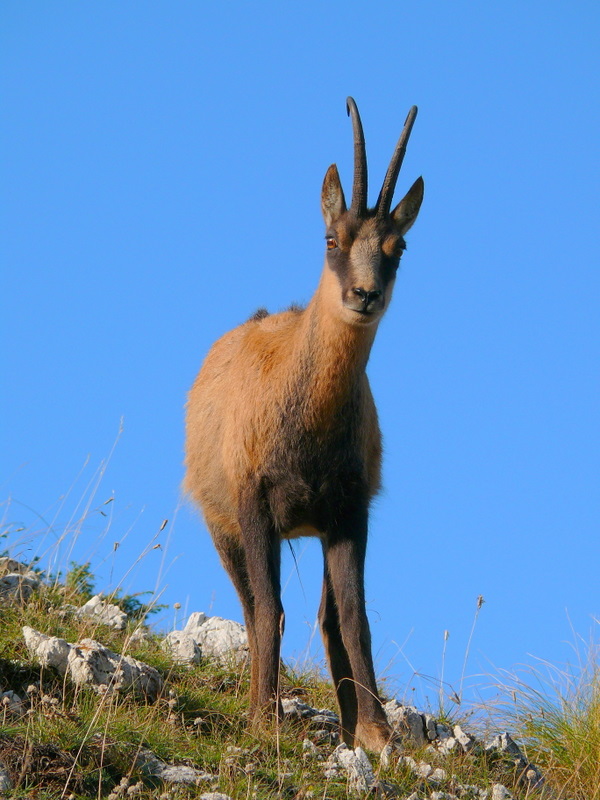 Camoscio d''Abruzzo Rupicapra pyrenaica ornata